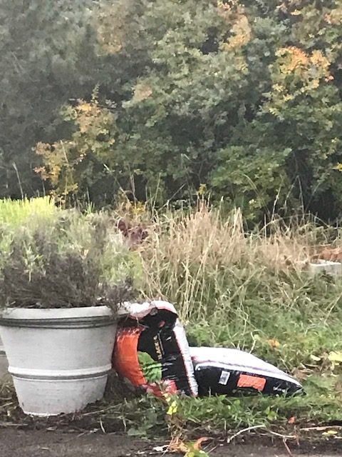 Potting soil in bags leaning on pot