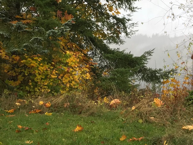 Trees in the wind and rain