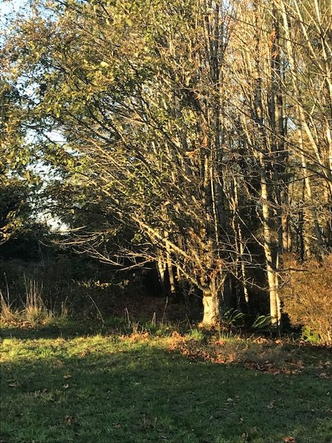 Trees in late afternoon sunlight