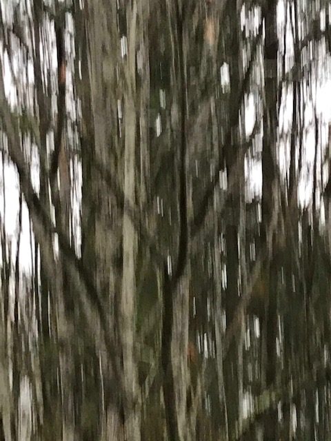 Trees blurred by a moving camera