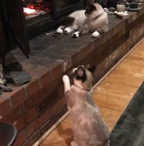 Cats looking at fire in fireplace