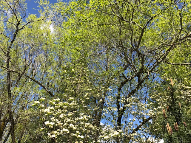 Dogwood tree in bloom with other trees behind it