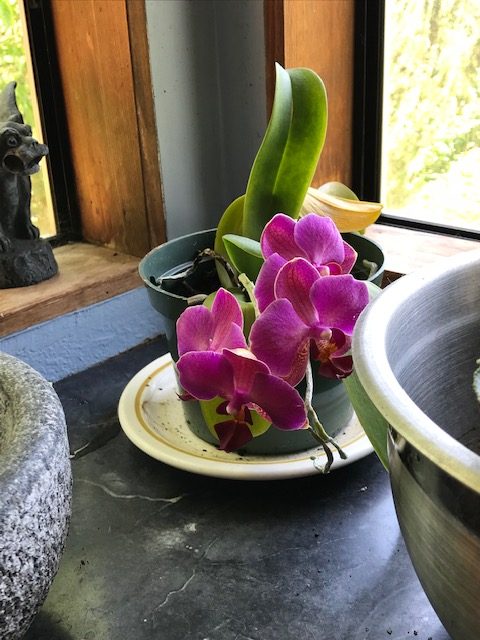 Orchid blooming in pot