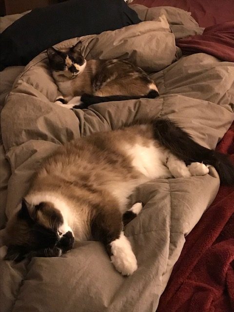 Cats lying on a bed