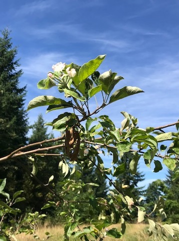 Apple blossom on a tree in late summer