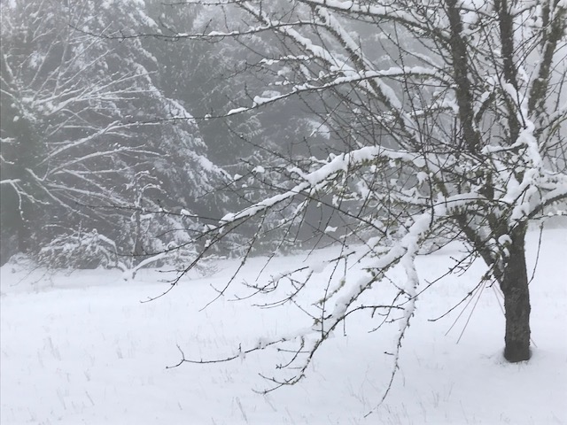 Snowy yard with trees