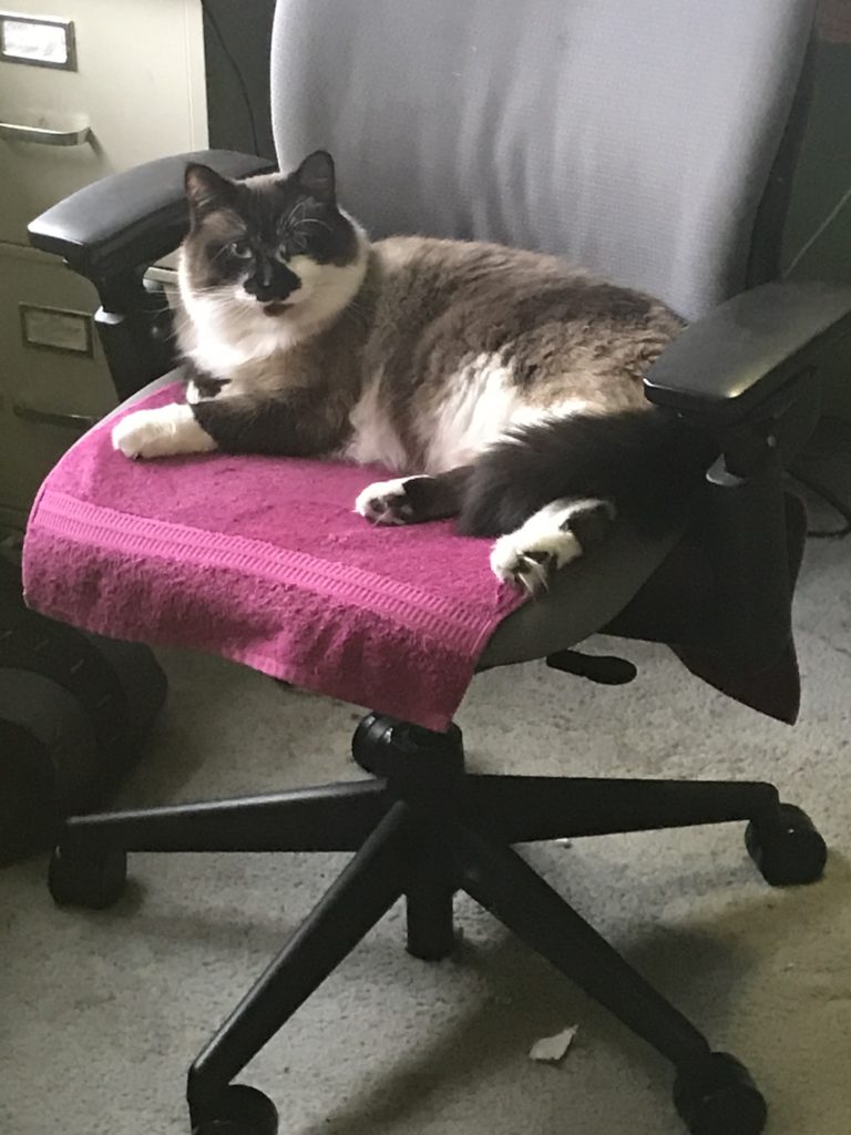 My cat Potato on my desk chair