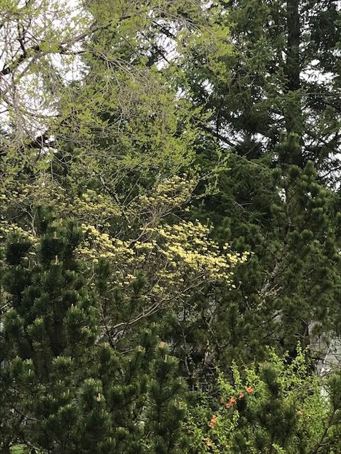 Trees and azalea by my house