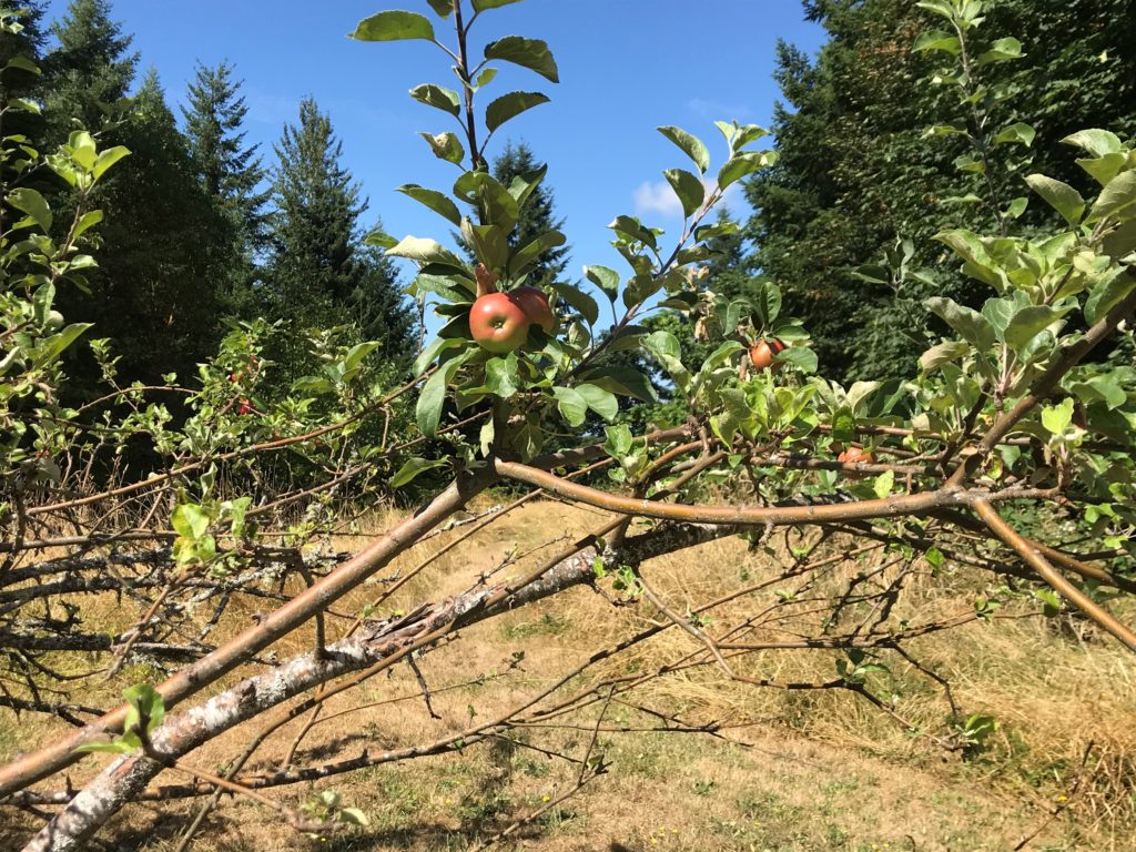 Apples on a tree