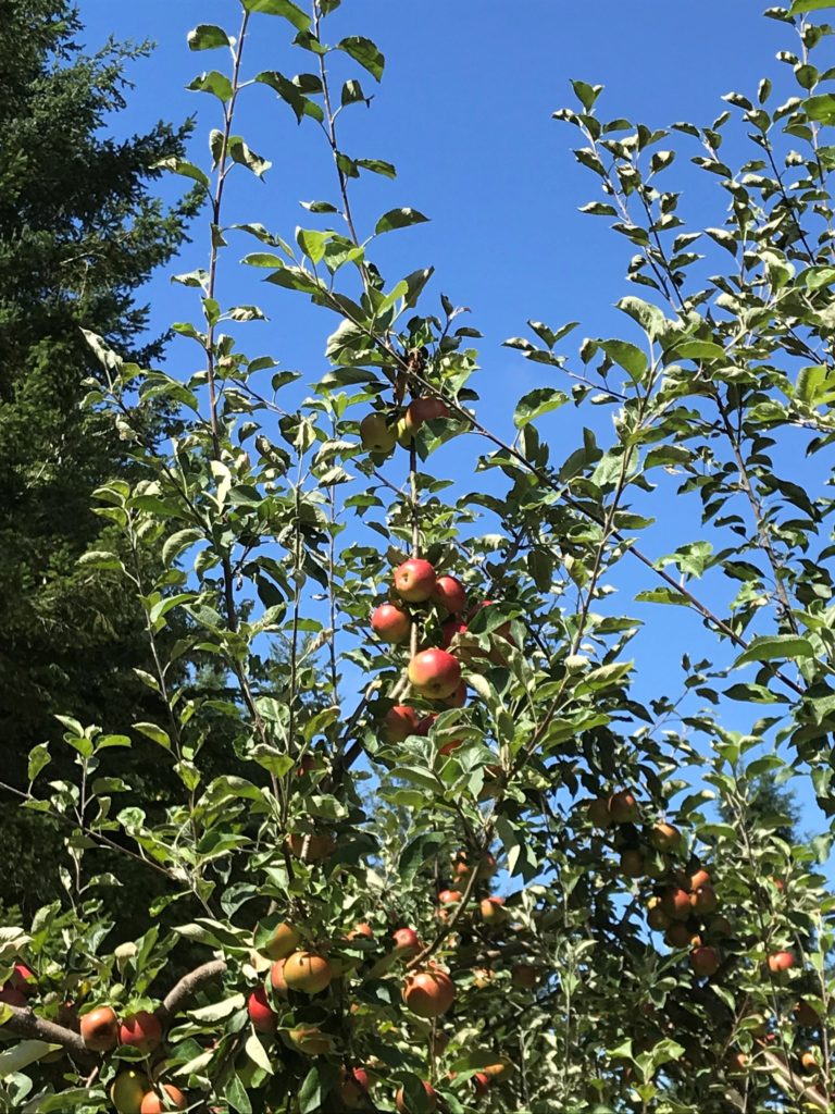 An apple tree with apples