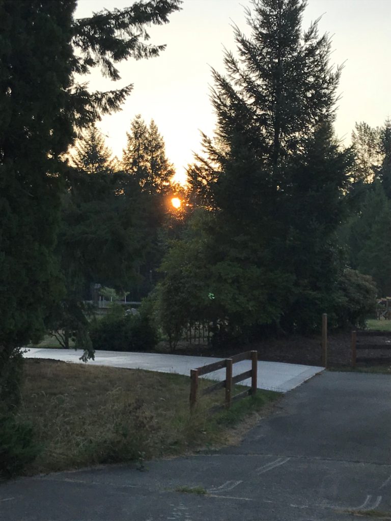 Red sun rising in fir trees