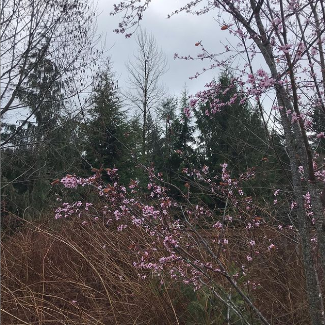 Blooming flowering plum tree