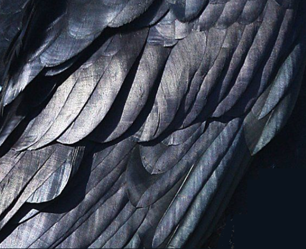 Image of a crow's wing