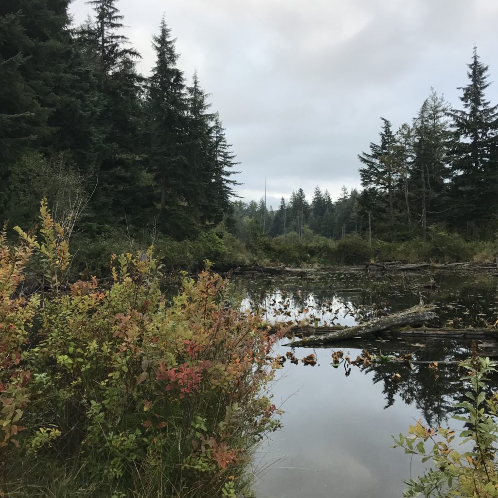 Trees and a small pond, with foliage turning red on a bush in front